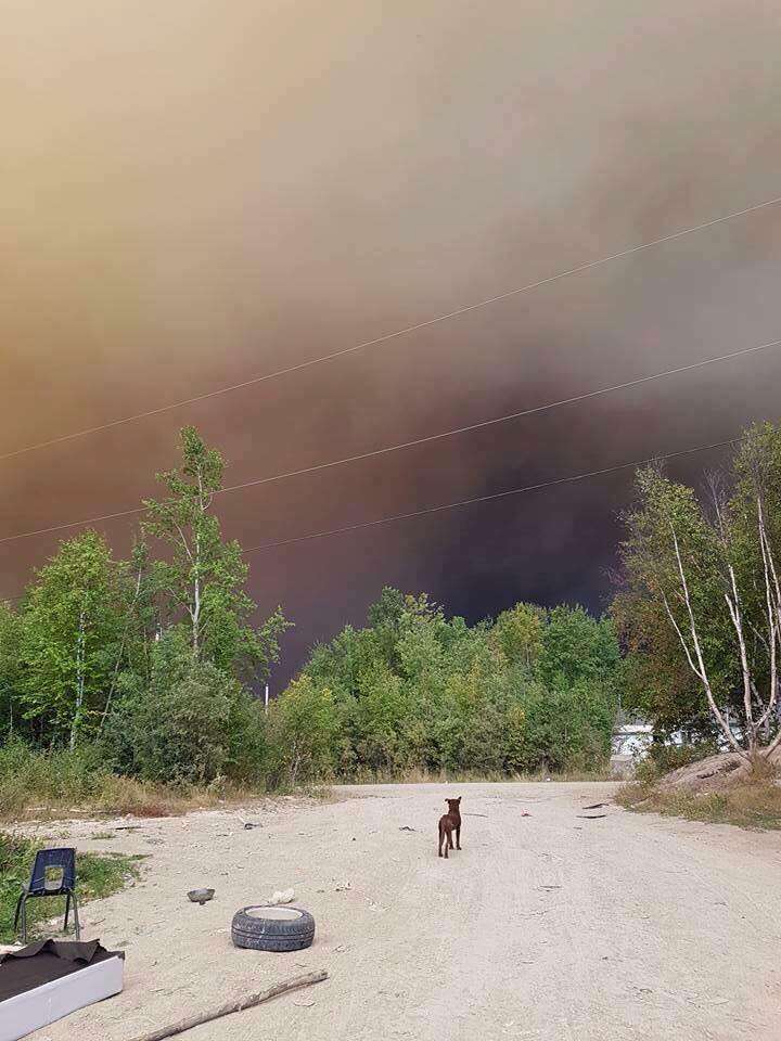 Dog near wildfire