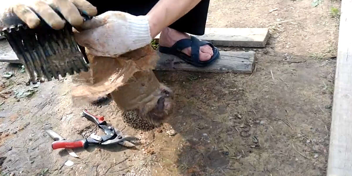 Hedgehog Trapped In Pipe Gets Help From Nice Strangers - Videos - The Dodo