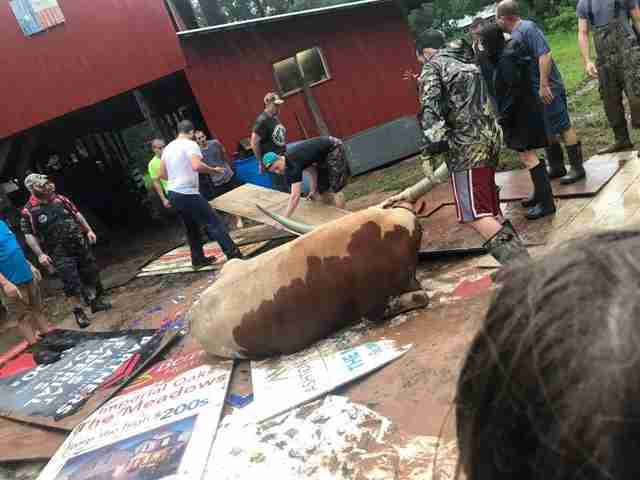 people helping steer stuck in mud