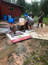 people pulling steer stuck in mud
