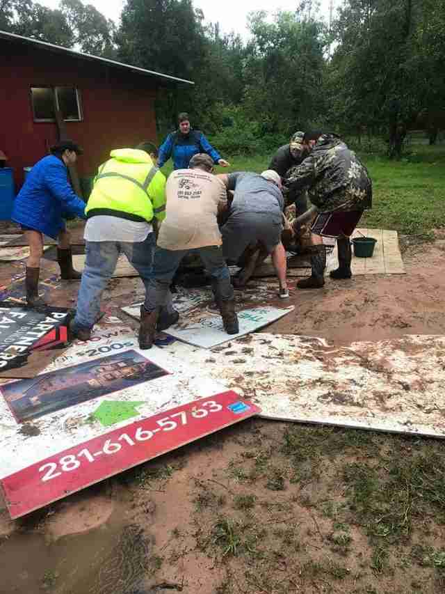 people pulling steer out of mud