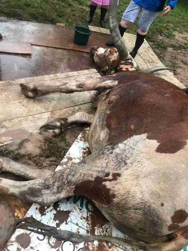 steer rescued from mud