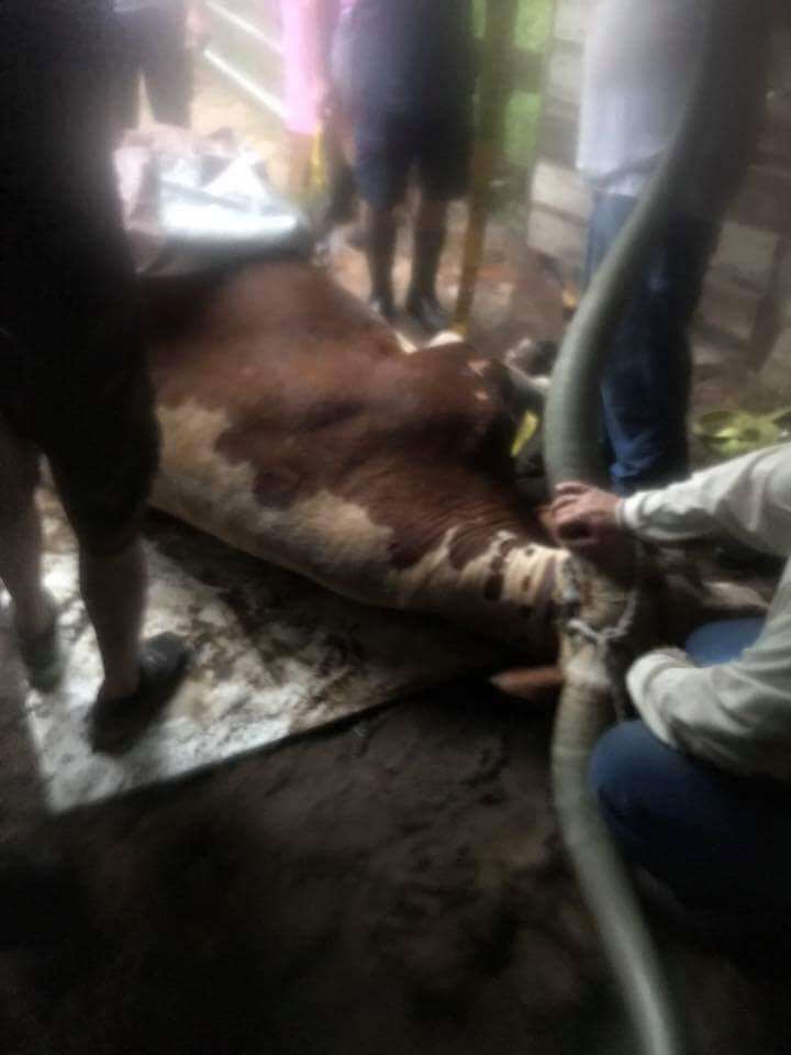 people helping steer stuck in mud