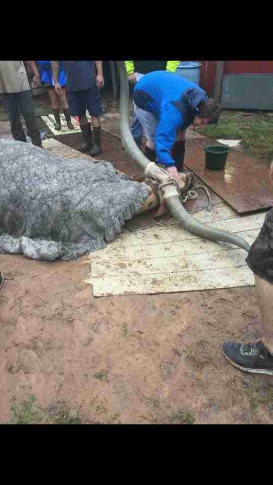 steer rescued from mud getting vet treatment