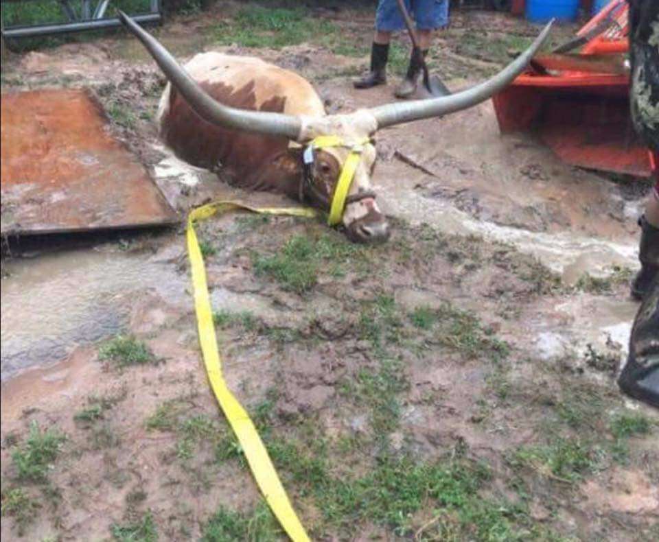 steer stuck in mud after hurricane harvey