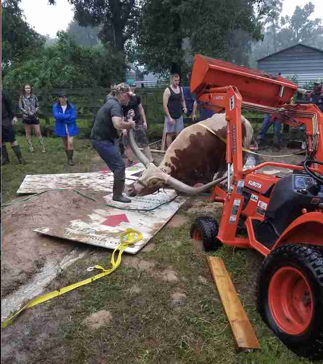 steer stuck in mud being pulled out by tractor