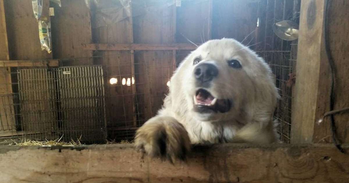 removing dogs voice box