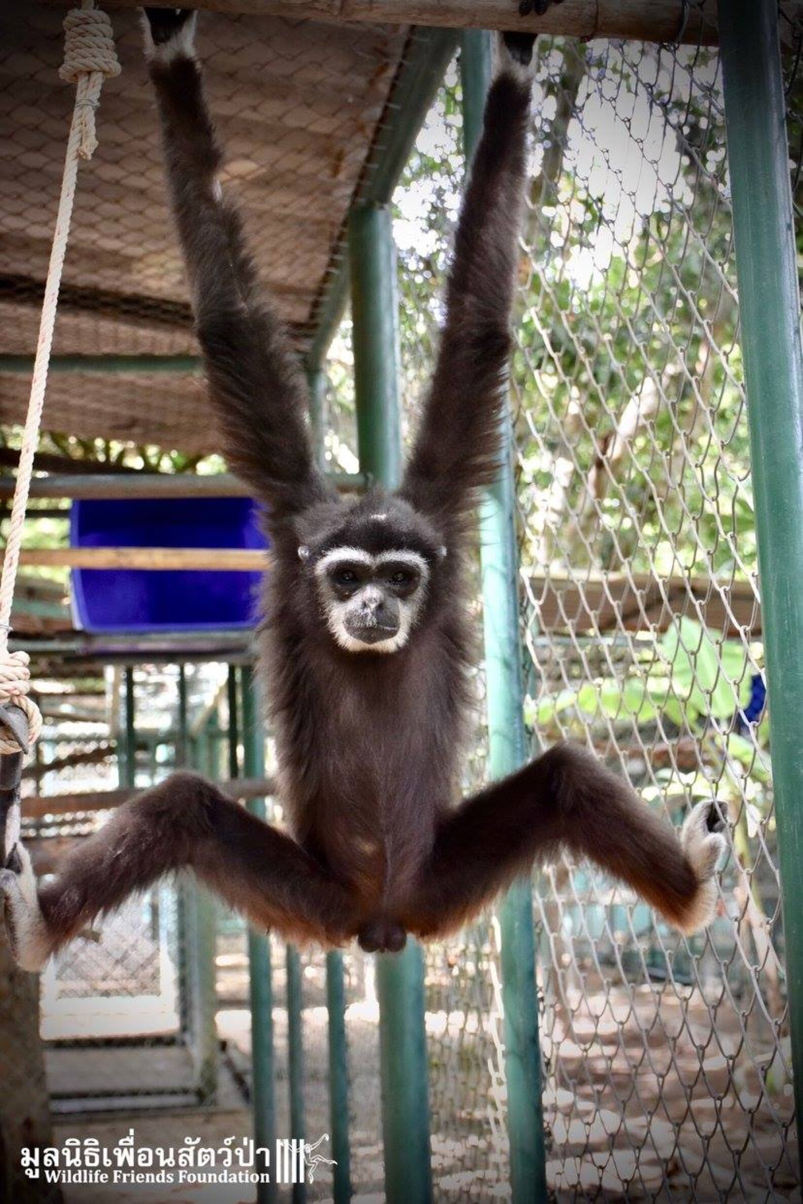 Monkey Abuse Graphicsydnidupre - 13oy3bd