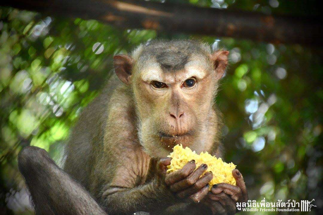 Rescued macaque eating corn