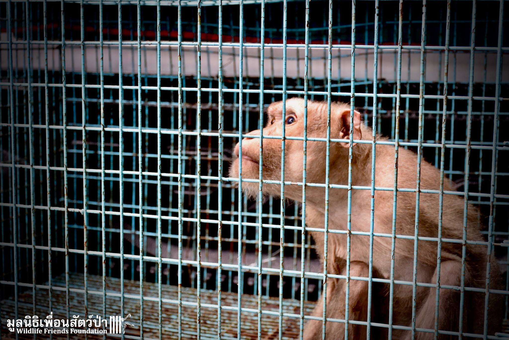 Macaque in cage