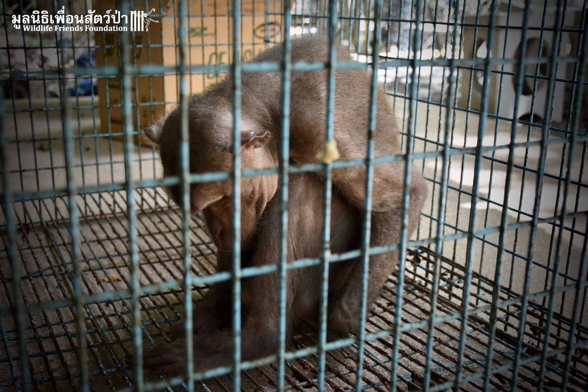 Sad circus monkey in cage