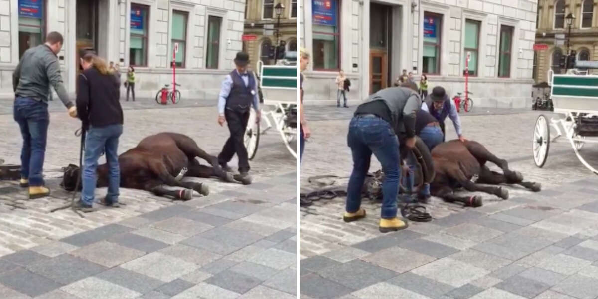 a collapse of horses