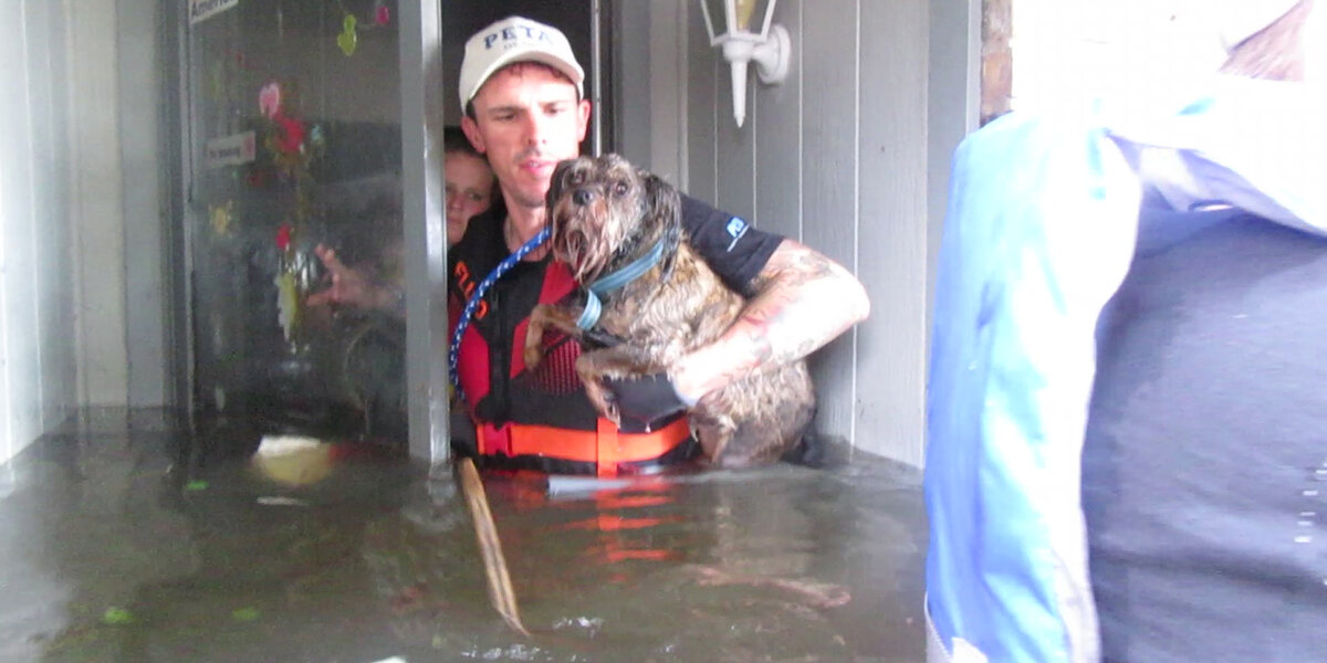 People Save Animals Left Behind In Hurricane Harvey - Videos - The Dodo