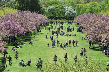 brooklyn botanic garden