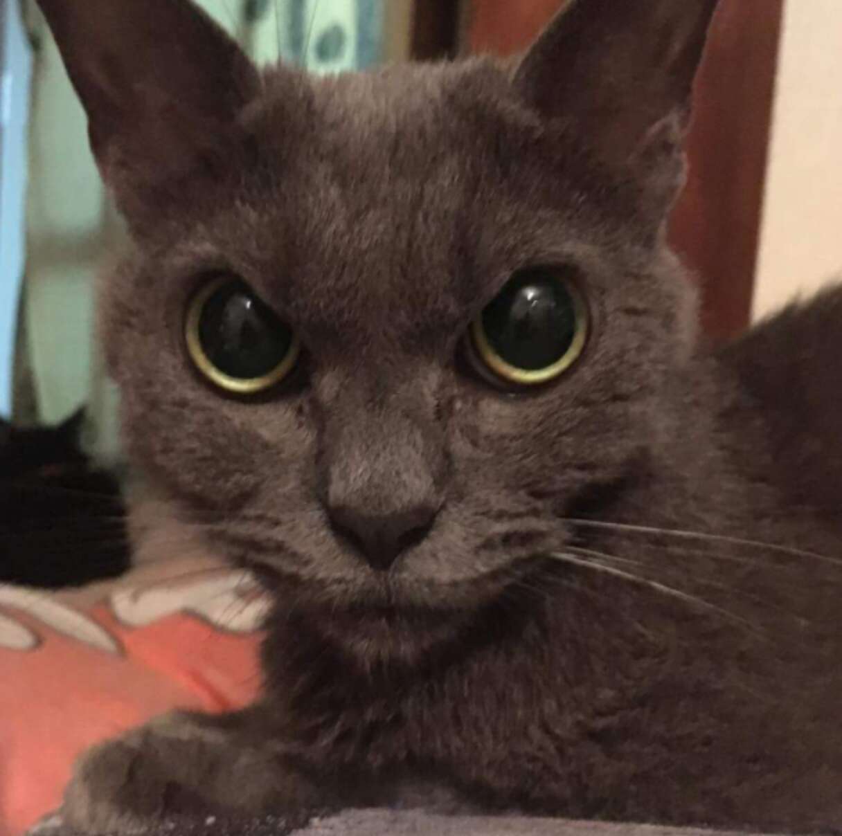 The Grumpiest Cat In The World Is Still Searching For A Home - The Dodo