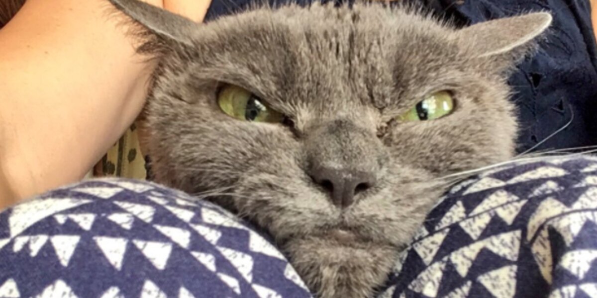 Grumpy Dodo The Grumpiest Cat In The World Is Still Searching For A Home - The Dodo