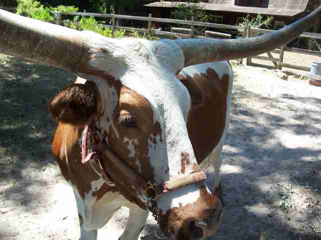 steer named samson