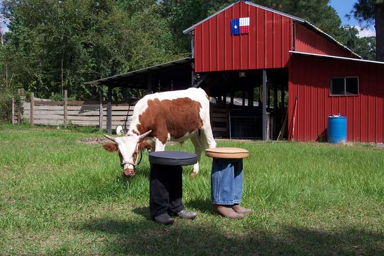 steer named samson