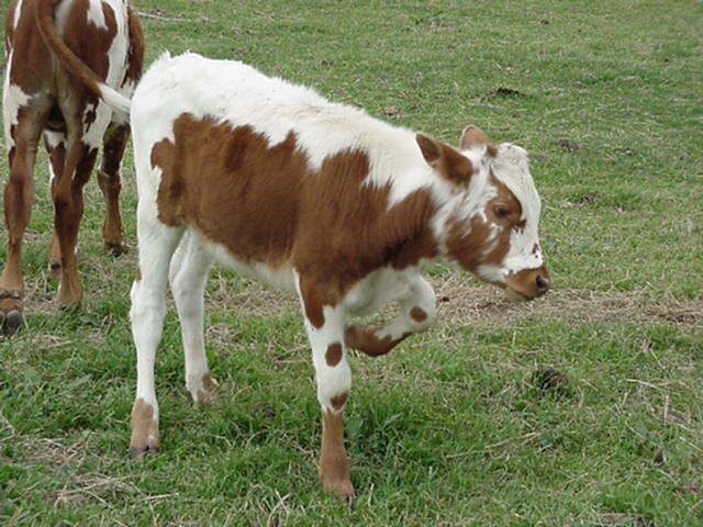 steer calf
