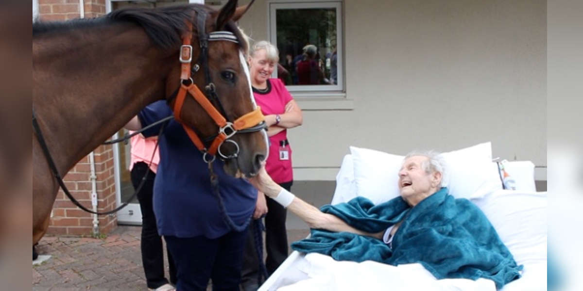 Dying Man Get's His Final Wish — To See A Horse One Last Time - The Dodo