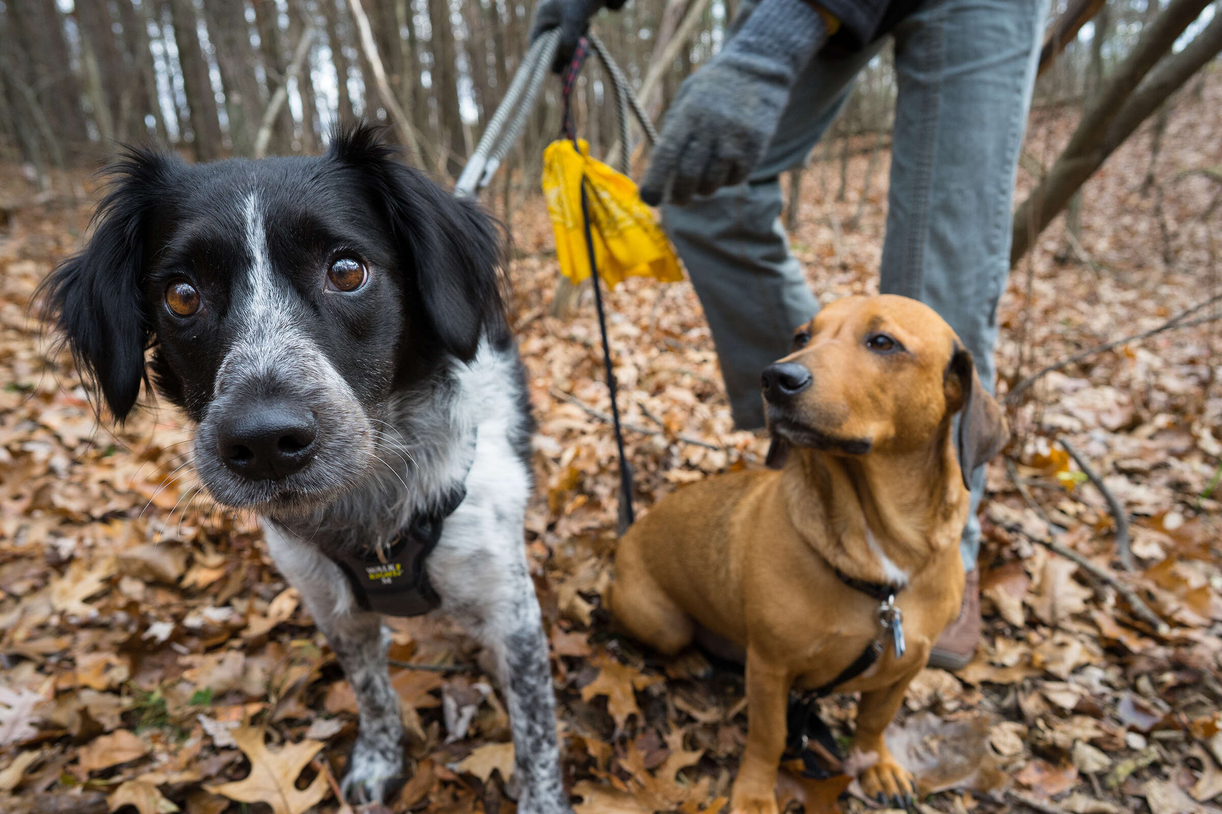 anxious dog gets new family