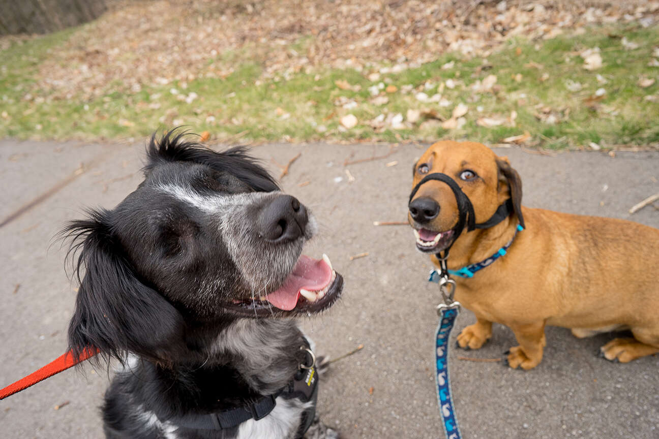 anxious dog gets new family