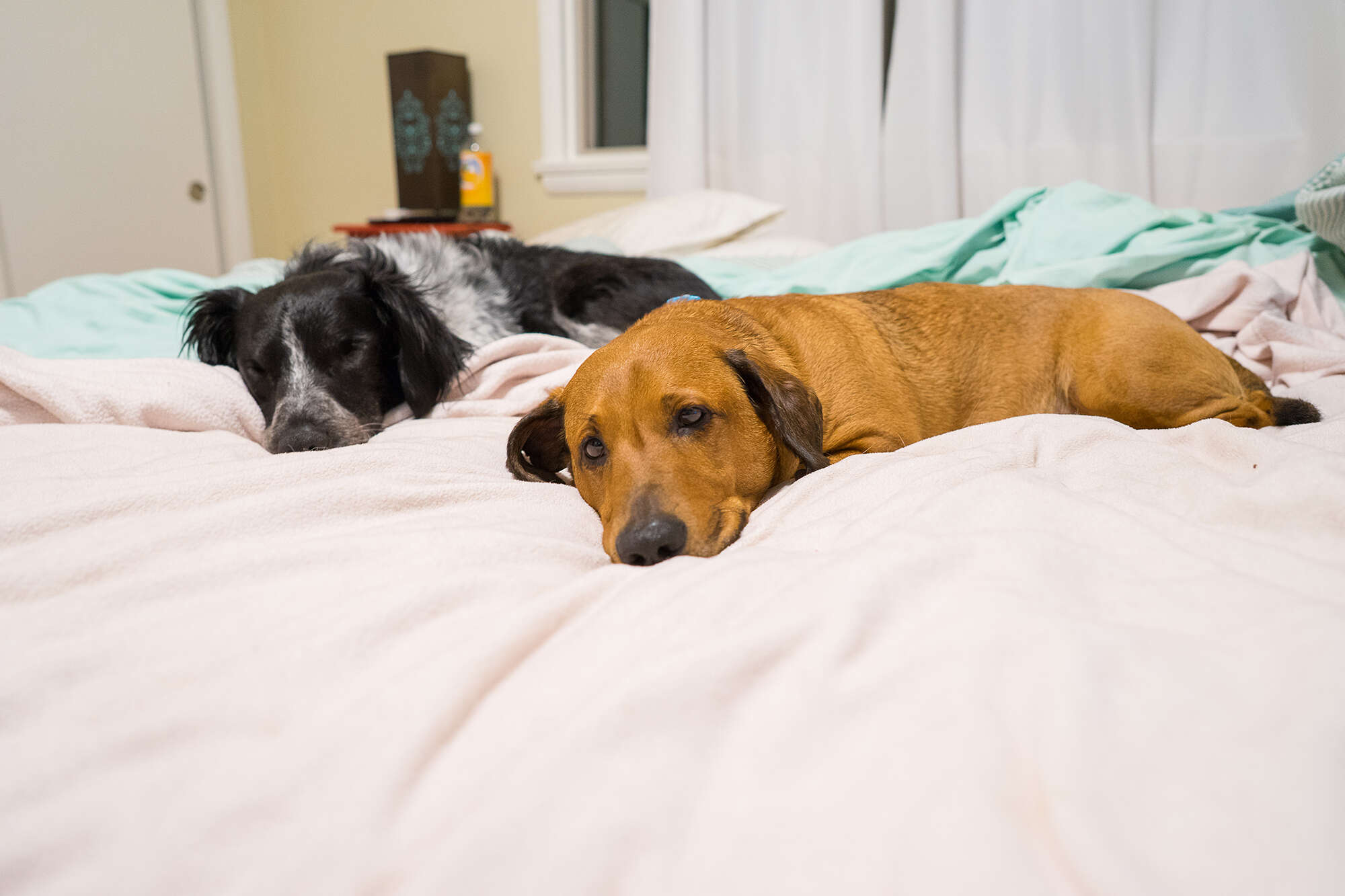 anxious dog gets a new family