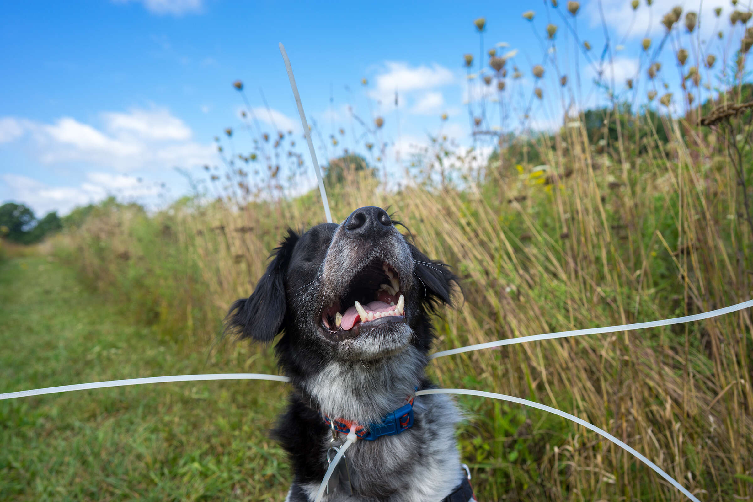 anxious dog gets a new family