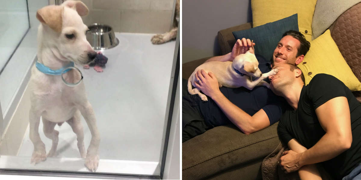 Bow Legged Dog Who Was About To Be Put Down Has The Best Dads Now - The