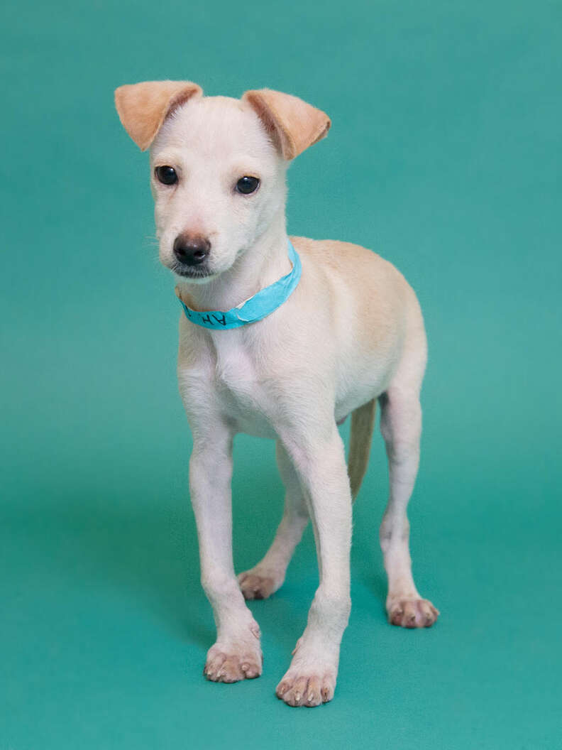 Bow top legged dog