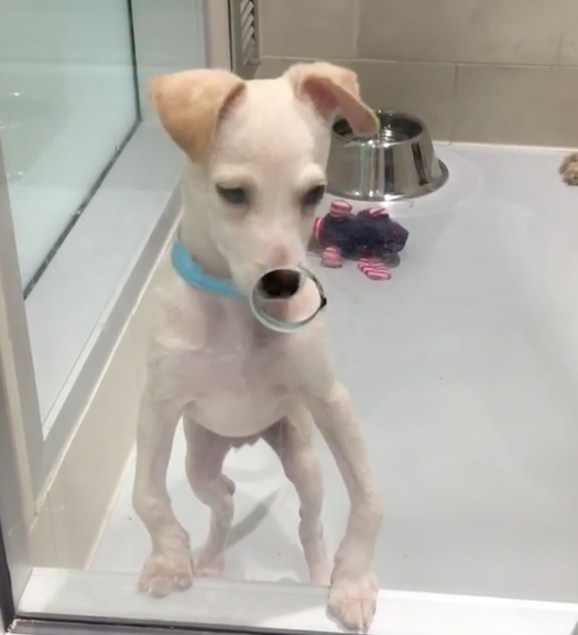 Bow Legged Dog Who Was About To Be Put Down Has The Best Dads Now The Dodo