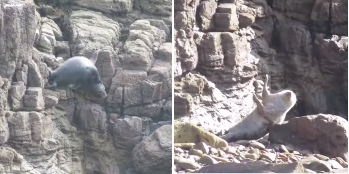 Seals Are Flinging Themselves Off Cliffs To Avoid Tourists The Dodo
