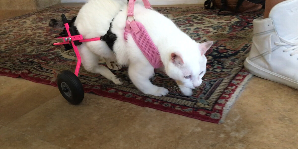 Kitten Born Different Is Learning To Walk Now - Videos - The Dodo