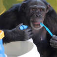 Chimp Who Spent Years In Lab Is So Happy Now 