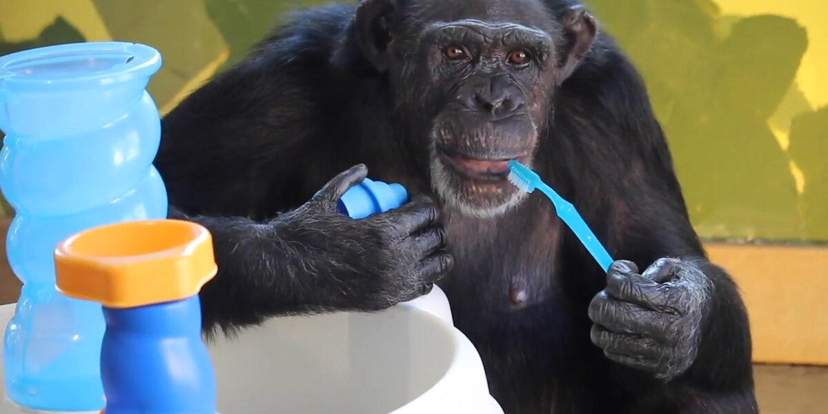 Chimp In Lab Chimp Who Spent Years In Lab Is So Happy Now - Videos - The Dodo