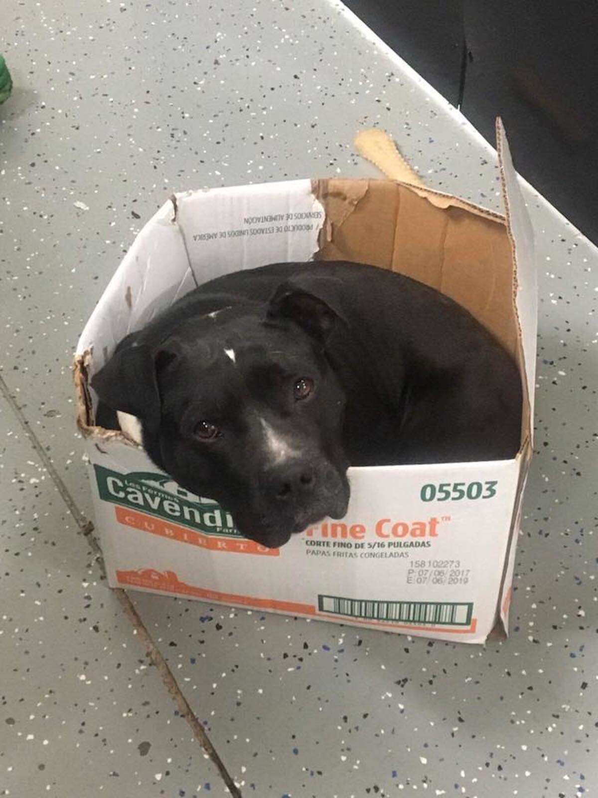 dog rescued insists on sleeping in cardboard box