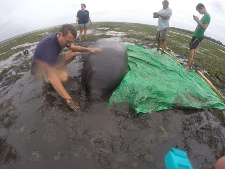 People helping stranded manatees