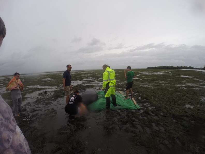 People helping stranded manatees