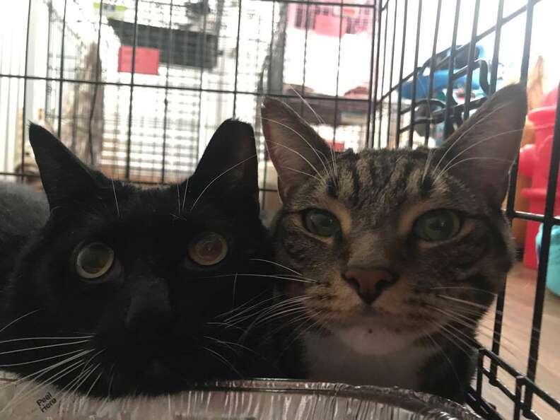couple takes in 46 pets for hurricane irma