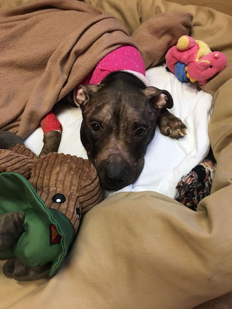 Pit bull left for dead gets a bed and toys