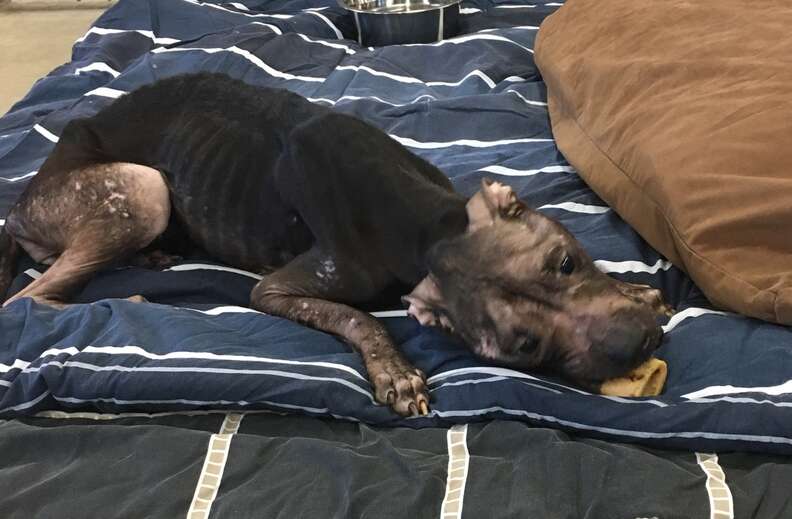Pit bull saved from fighting playing with a bone