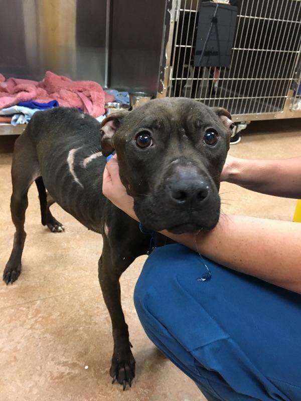 Pit bull saved from fighting