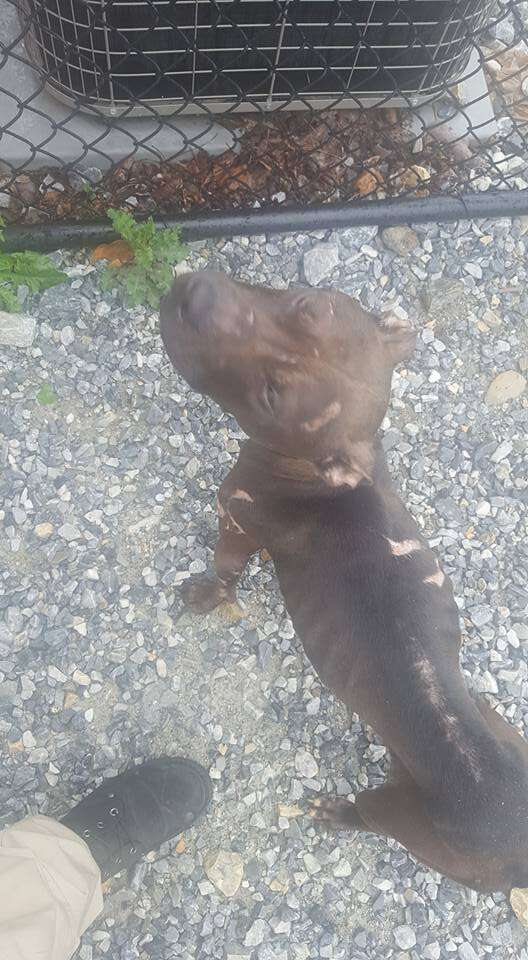 Pit bull left for dead in park