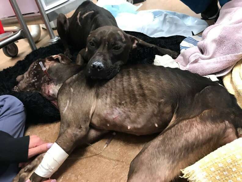 Pit bulls left for dead in park after being used for fighting