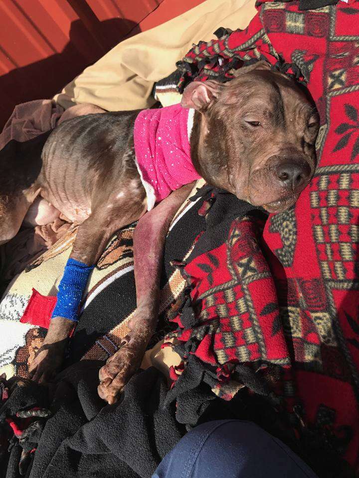 Pit bull saved from fighting