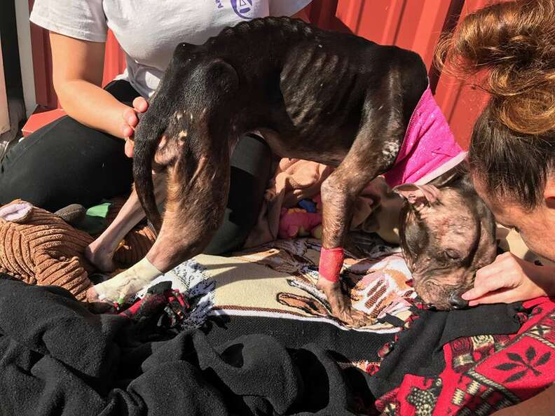 Pit bull saved from fighting ring after being abandoned in park