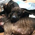 Pit Bull Dumped By Dogfighters Was Guarding Her Friend When Rescuers Arrived