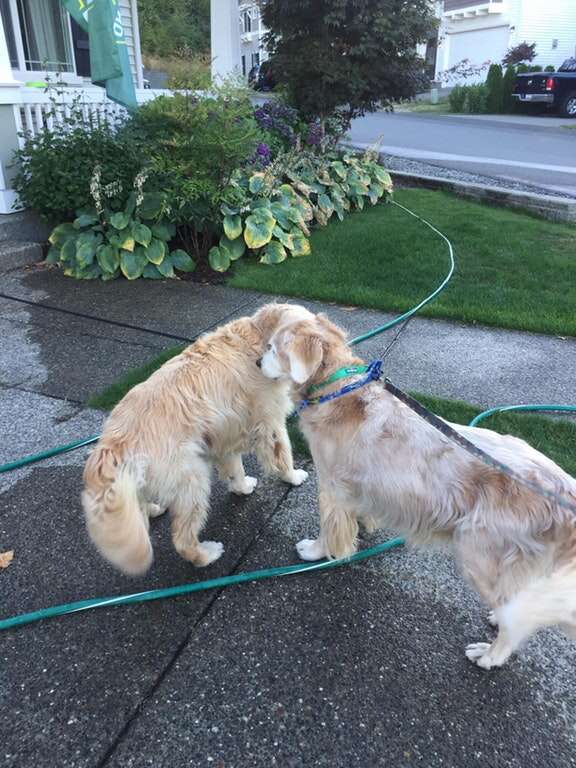 dog makes first friend 
