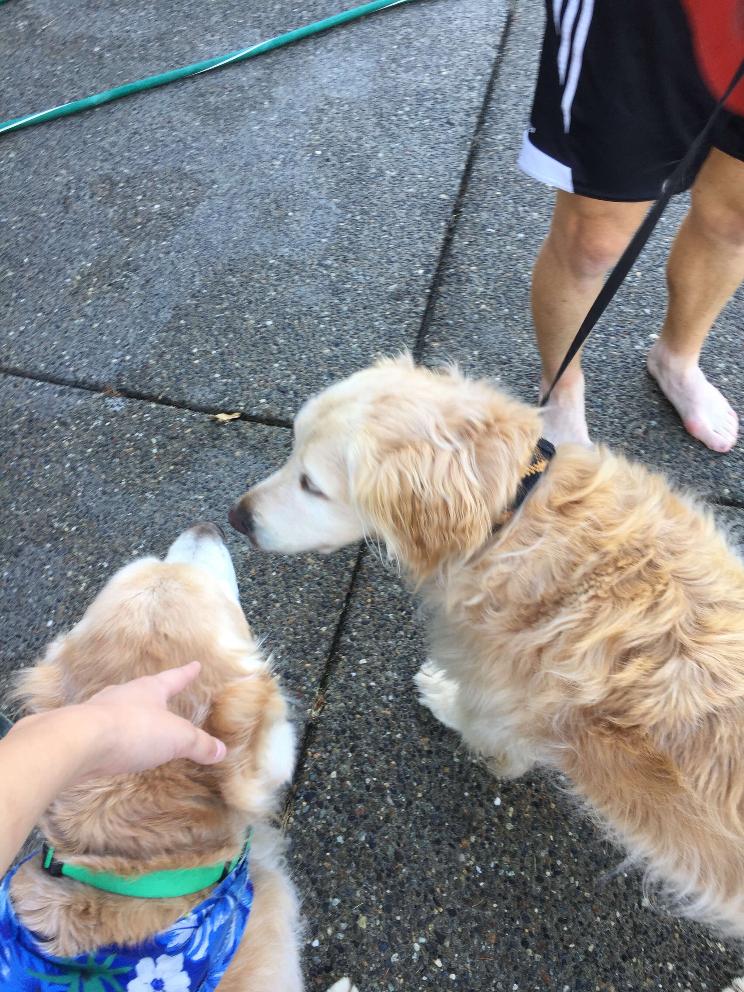 dog makes first friend