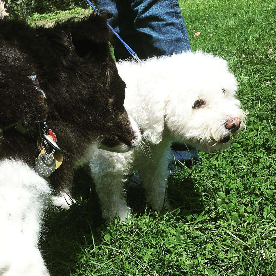 Border collie dog sniffing other dog